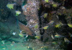 Lotella rhacina