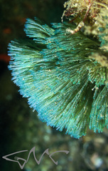 Virididentula dentata