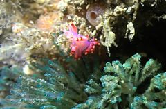 Virididentula dentata