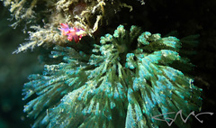 Virididentula dentata