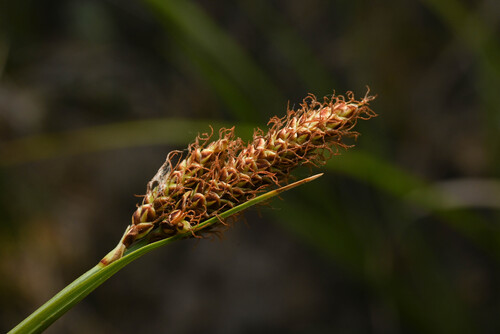 Hall's Sedge (Carex hallii)