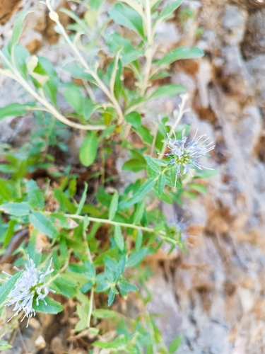 Campanula rumeliana, photograph 5