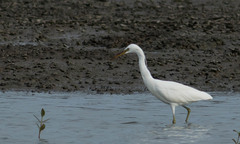 Egretta eulophotes