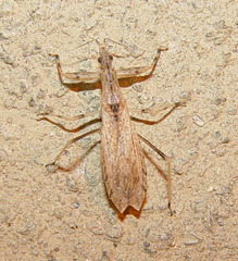 Ctenotrachelus