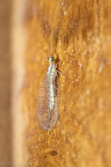 Eremochrysa punctinervis