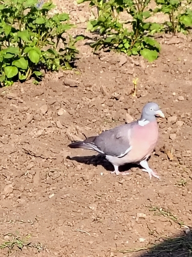Common Wood-Pigeon