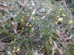 Acacia aculeatissima