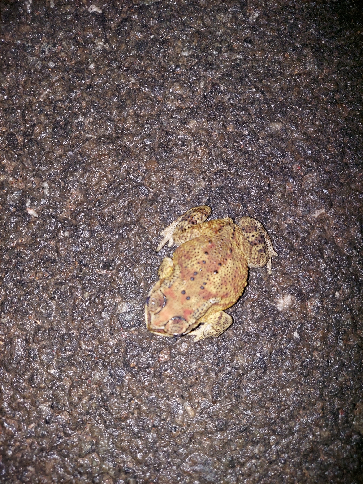 Indian Common True Toad