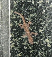 Hemidactylus frenatus