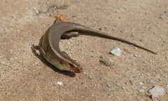 Eutropis multifasciata