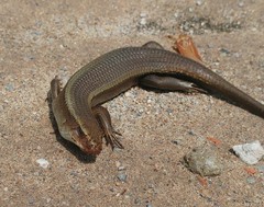 Eutropis multifasciata