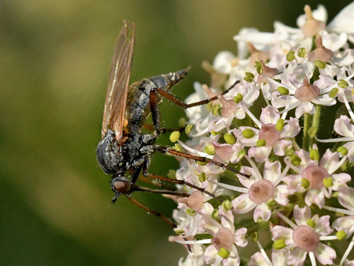 Empis marqueté