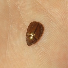 Anomala obsoleta