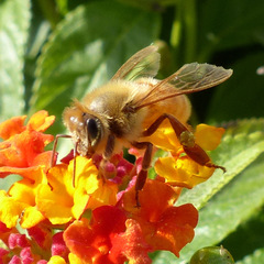 Apis mellifera