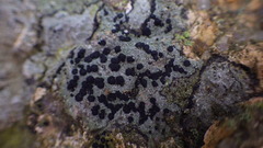Porpidia macrocarpa
