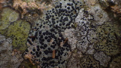 Porpidia macrocarpa