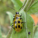 Spotted Cucumber Beetle - Photo (c) molanic, some rights reserved (CC BY-NC), uploaded by molanic