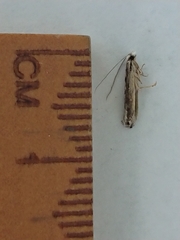 Erechthias fulguritella