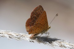 Calephelis arizonensis