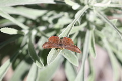 Calephelis arizonensis