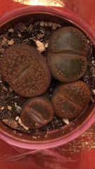 Lithops