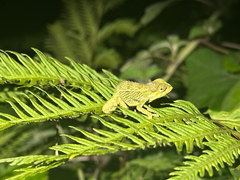 Coarse Chameleon photo 2