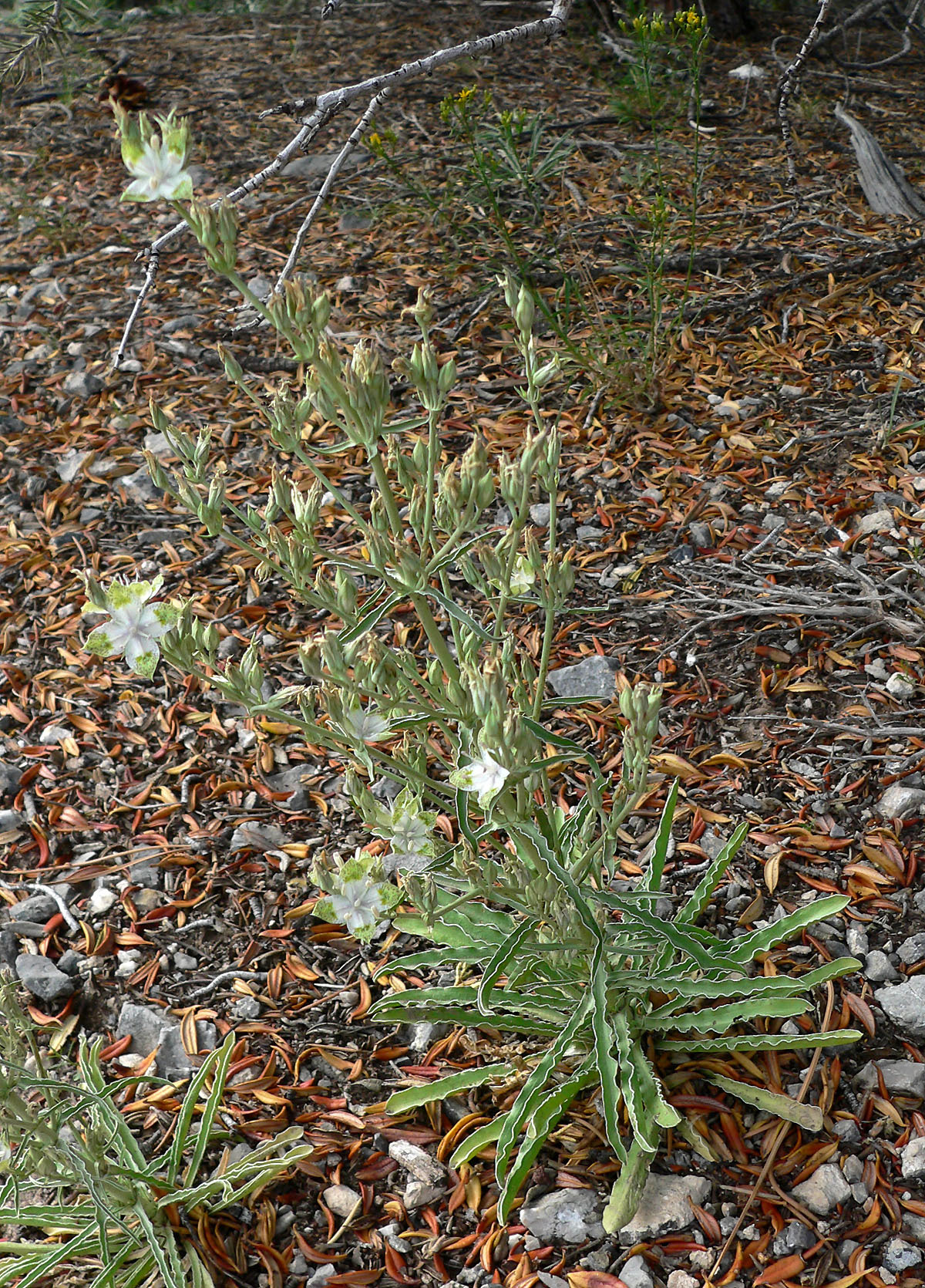Frasera albomarginata