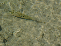 Herichthys minckleyi