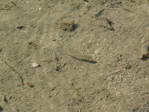 Cuatro Cienegas Pupfish