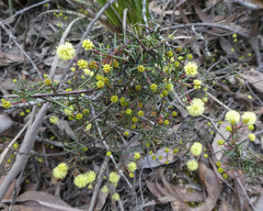 Acacia aculeatissima