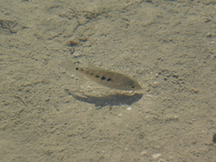 Herichthys minckleyi