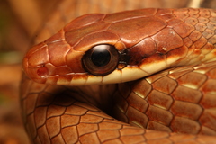 Boettger's Sipo photo 2