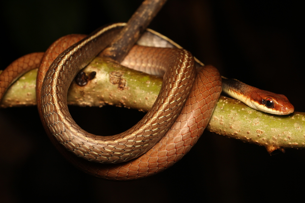 Boettger's Sipo