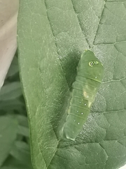 Papilio multicaudata