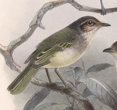 Rufous-Browed Tyrannulet photo 2