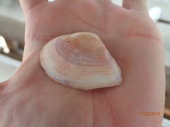 Austromacoma constricta