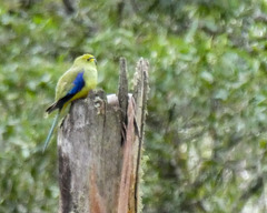 Neophema chrysostoma