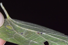 Celticecis cupiformis