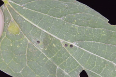 Celticecis cupiformis