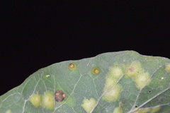 Celticecis cupiformis