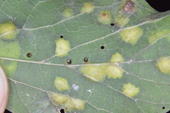 Celticecis cupiformis