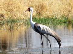 Bugeranus carunculatus