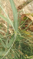 Poaceae