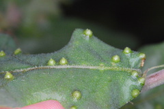 Neuroterus quercusverrucarum