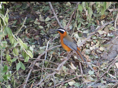 Cossypha heuglini heuglini