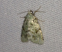 Bryolymnia viridata