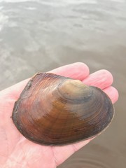 Lasmigona complanata