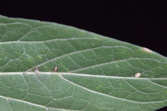 Celticecis cupiformis