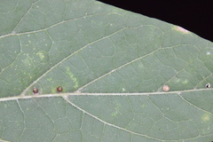 Celticecis cupiformis