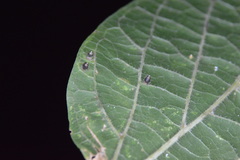 Celticecis cupiformis